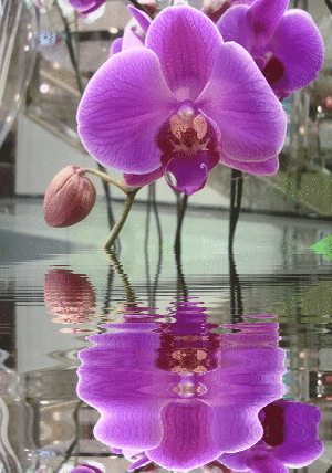 салон красоты Орхидея Бьюти